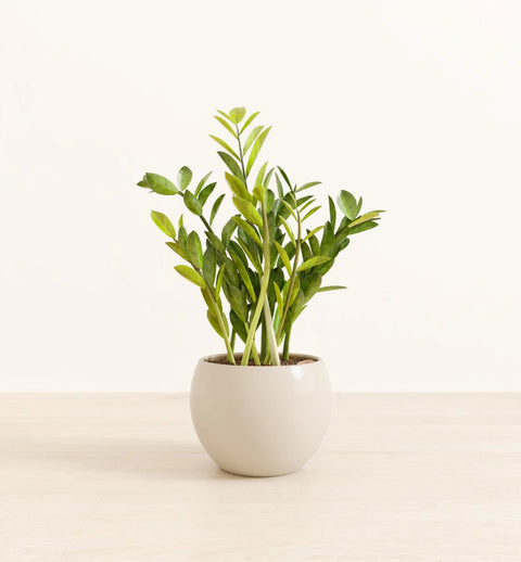 Zamioculcas Zamiifolia (ZZ Plant)