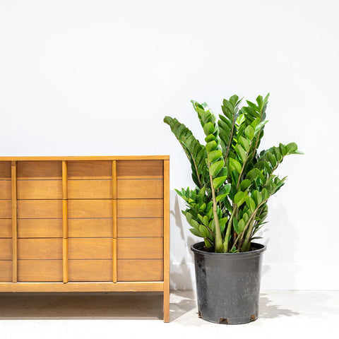 Zamioculcas Zamiifolia (ZZ Plant) XL
