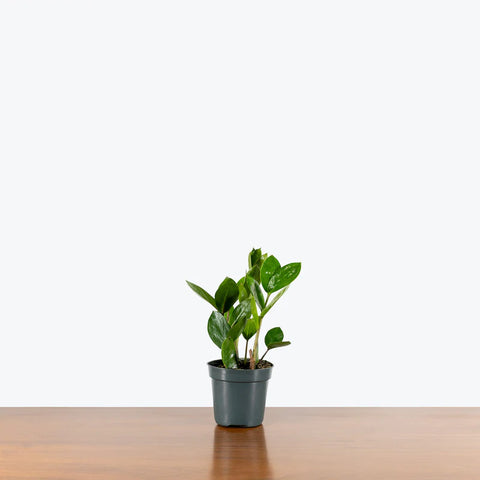 Dwarf ZZ Plant