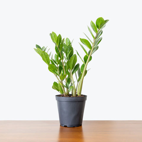 Zamioculcas Zamiifolia (ZZ Plant)