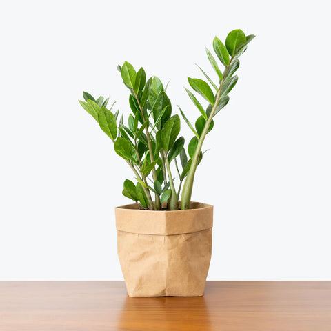 Zamioculcas Zamiifolia (ZZ Plant)