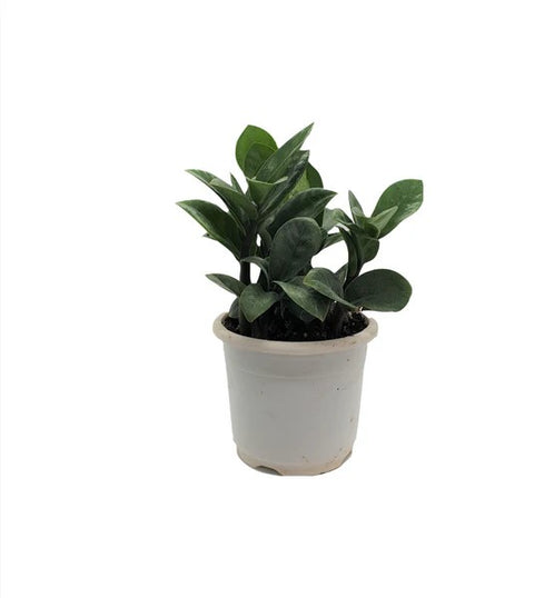 Dwarf ZZ Plant