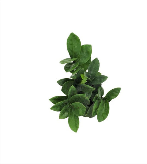 Dwarf ZZ Plant