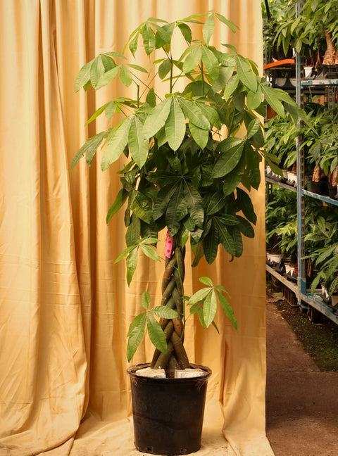 Money Tree XL