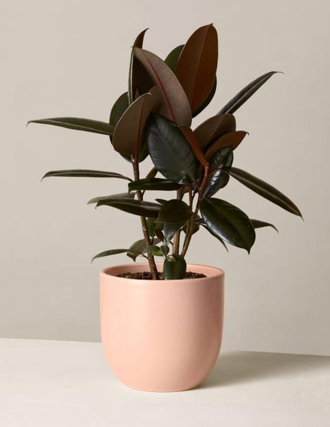 Rubber Plant