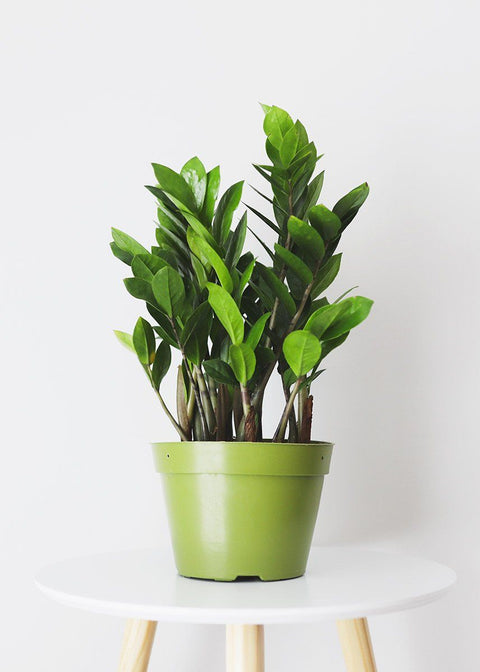 Zamioculcas Zamiifolia (ZZ Plant)