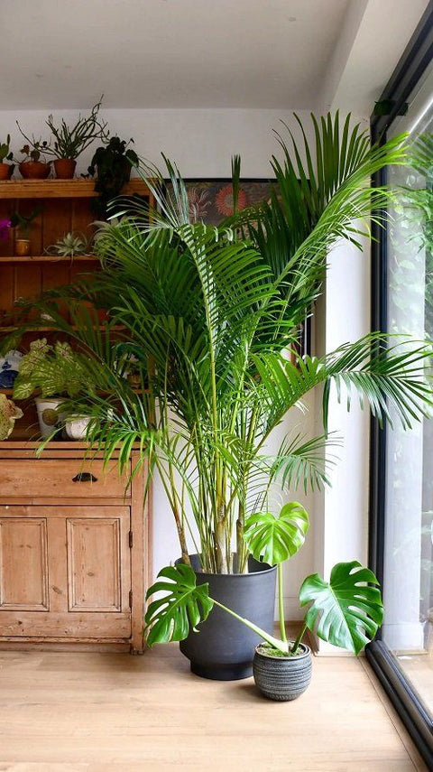 Bamboo Palm XL