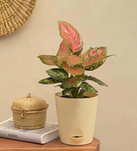 Aglaonema Pink Beauty