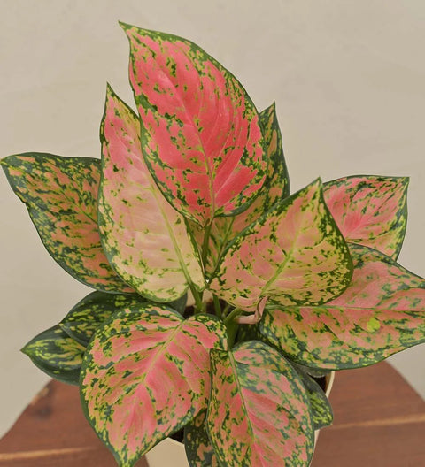 Aglaonema Pink Beauty