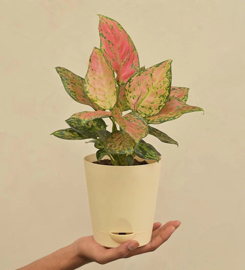 Aglaonema Pink Beauty