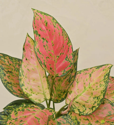 Aglaonema Pink Beauty