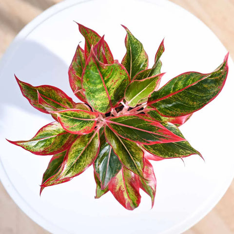 Aglaonema Siam Aurora