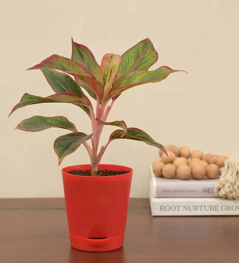 Aglaonema Siam Aurora