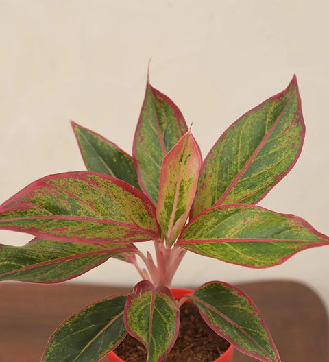 Aglaonema Siam Aurora