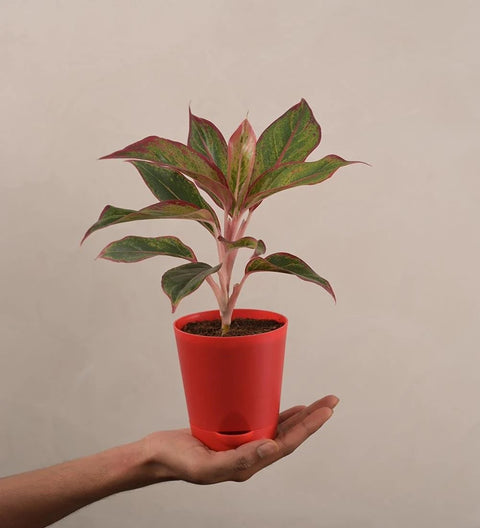 Aglaonema Siam Aurora