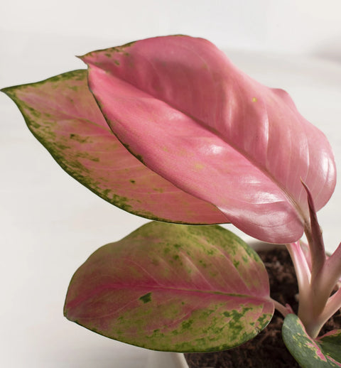 Aglaonema Pink Beauty