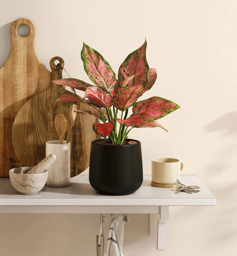 Aglaonema Pink Beauty