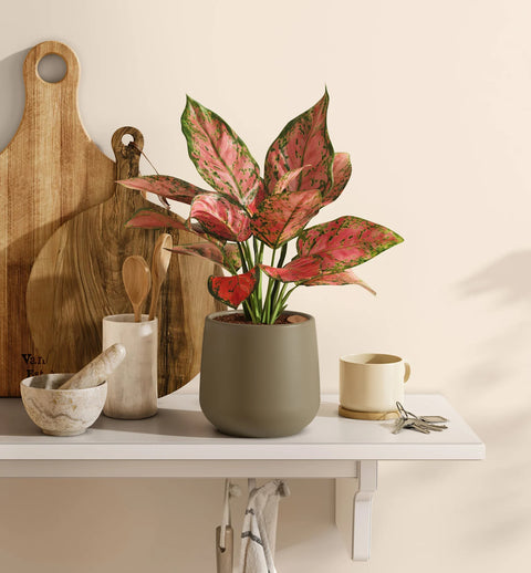 Aglaonema Pink Beauty