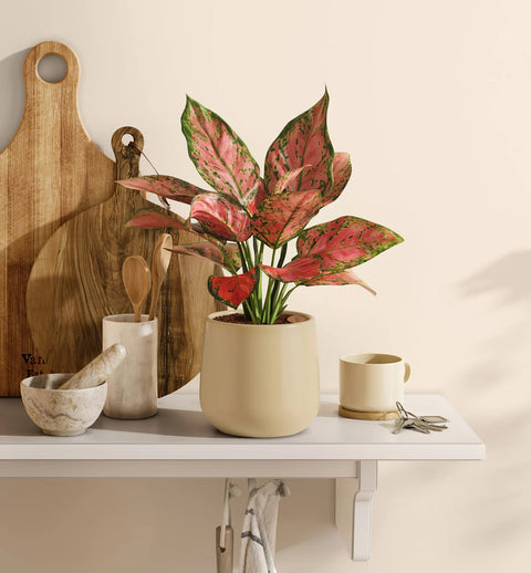 Aglaonema Pink Beauty