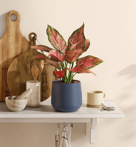 Aglaonema Pink Beauty