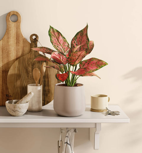 Aglaonema Pink Beauty