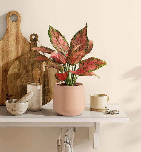 Aglaonema Pink Beauty
