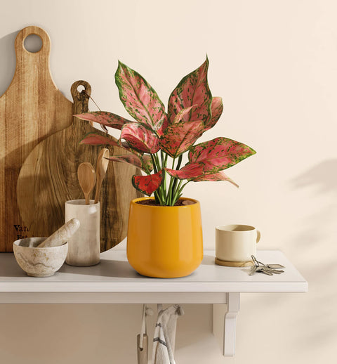 Aglaonema Pink Beauty