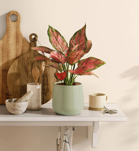 Aglaonema Pink Beauty