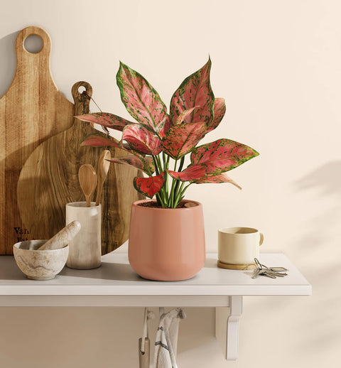 Aglaonema Pink Beauty