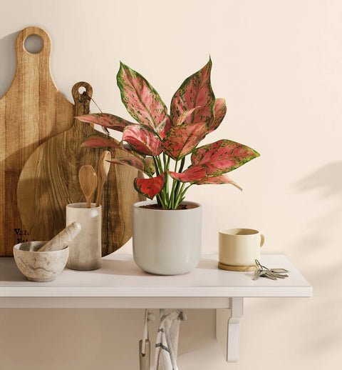Aglaonema Pink Beauty