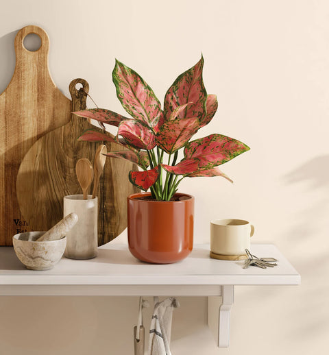 Aglaonema Pink Beauty