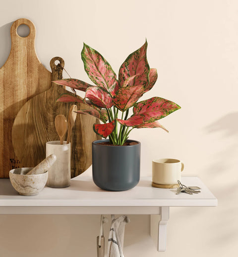 Aglaonema Pink Beauty
