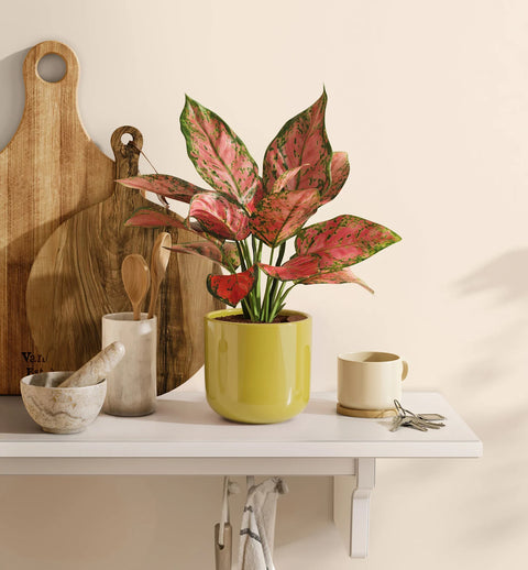 Aglaonema Pink Beauty