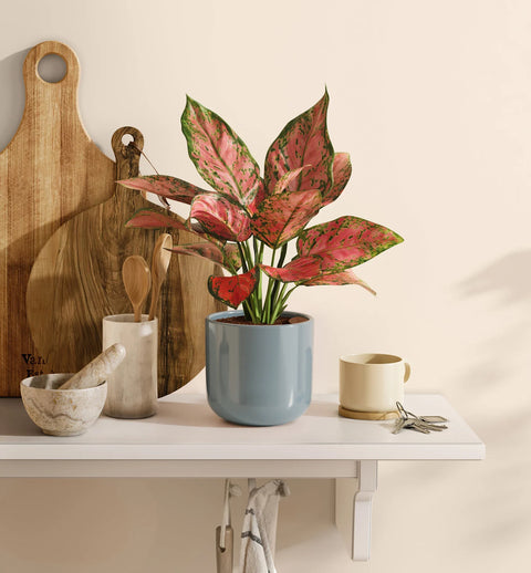 Aglaonema Pink Beauty