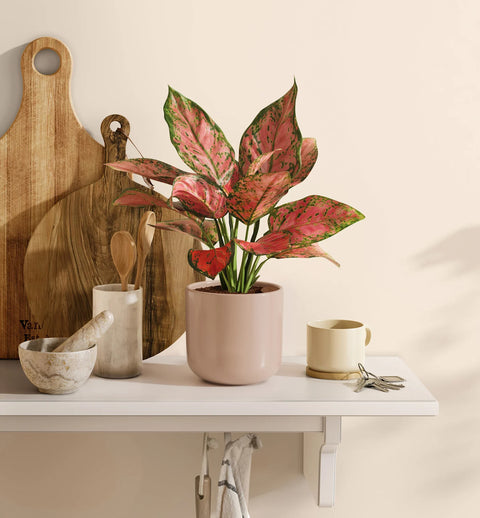 Aglaonema Pink Beauty