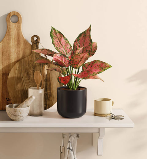 Aglaonema Pink Beauty