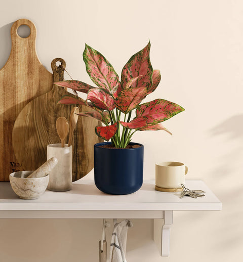 Aglaonema Pink Beauty