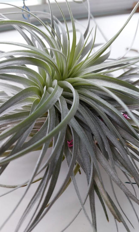 Tillandsia Cotton King