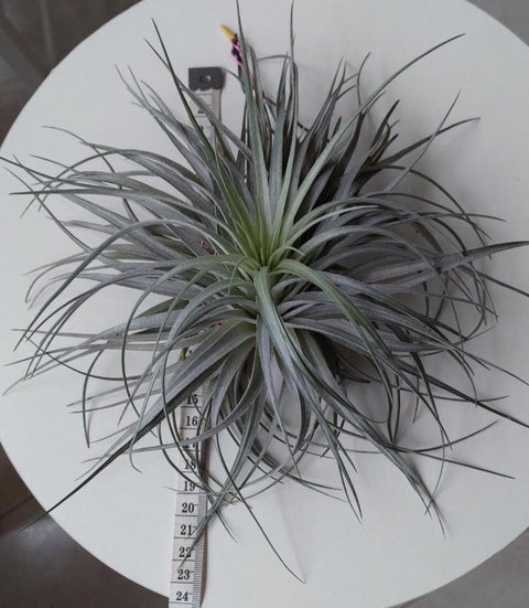 Tillandsia Cotton King