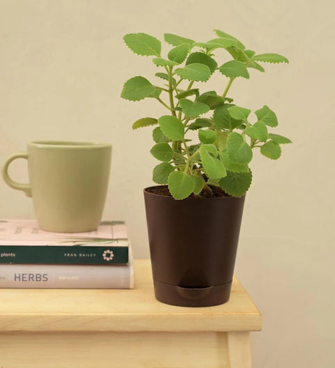 Ajwain