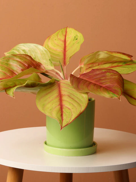 Aglaonema Commutatum - Golden Papaya