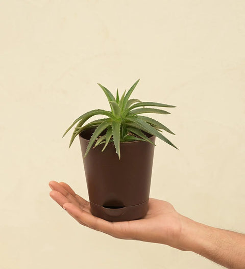 Dyckia Brevifolia