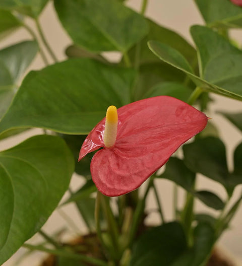 Anthurium Red