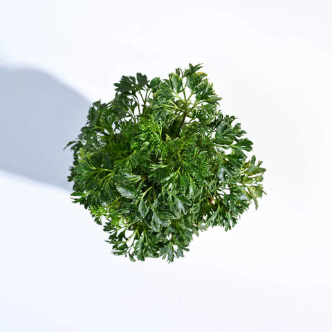Aralia Golden