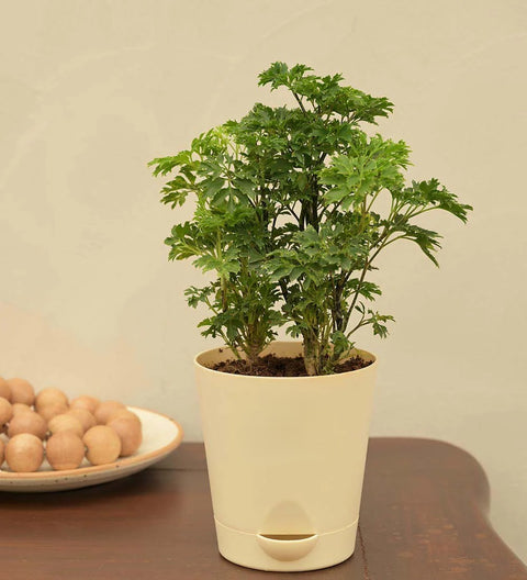 Aralia Golden