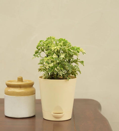 Aralia Variegated