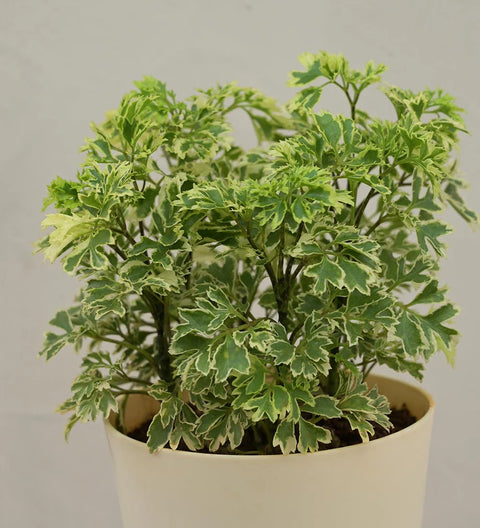 Aralia Variegated