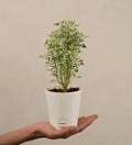 Aralia White Variegated