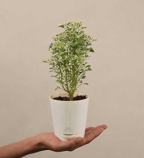 Aralia White Variegated