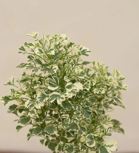 Aralia White Variegated